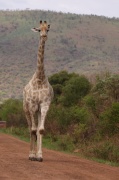 giraffe (5)